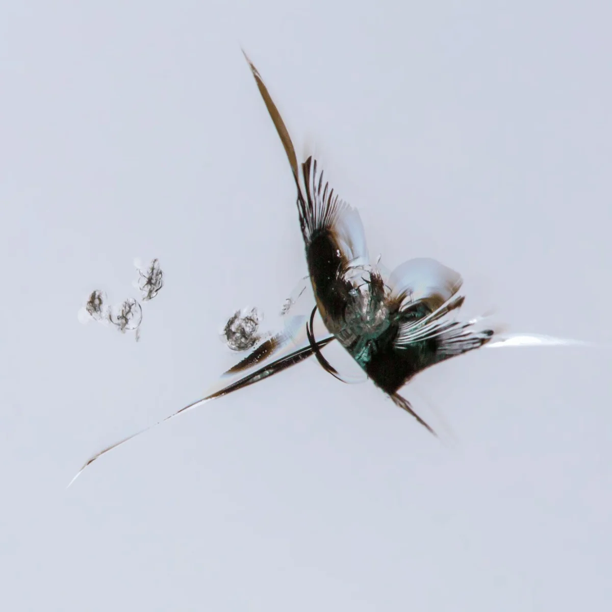 Half-moon damage in windscreen glass